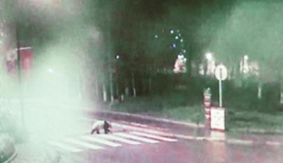 四川映秀鎮(zhèn)現(xiàn)野生大熊貓 深夜走斑馬線過馬路