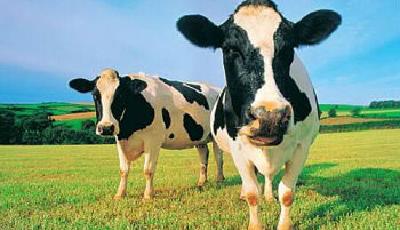 奶?！扒蟀B”！乳企移動互聯新玩法