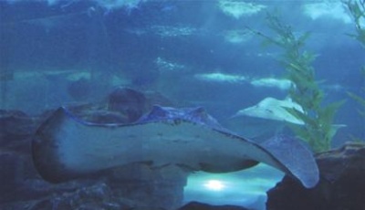 海底世界黑斑條尾魟喜獲11胞胎
