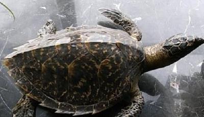 中國留學生攜帶165塊玳瑁背甲殼回國獲刑 