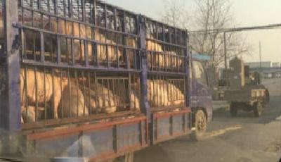 生豬檢疫存貓膩 部分疑似病豬流入金鑼