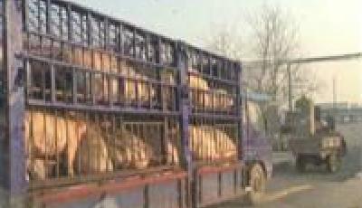 央視曝光疑似病豬流入金鑼集團 其德州工廠停產