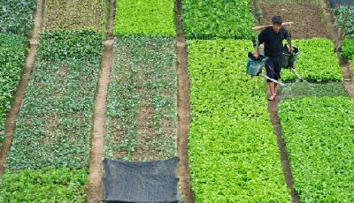 土地經(jīng)營權(quán)入股首批試點(diǎn)揭曉 選定山東等四省市