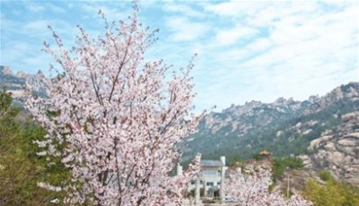 踏青賞花 嶗山最佳