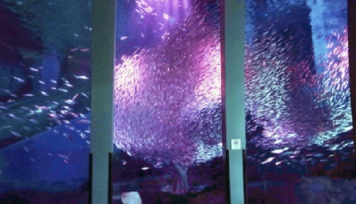 水族館“賞櫻花”？5萬條沙丁魚表演落英繽紛