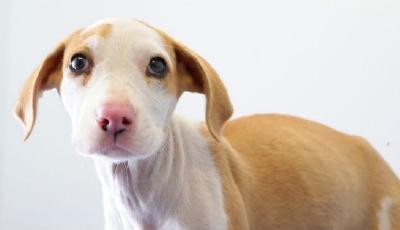 美國推出DNA測試整治寵物狗亂便溺 風靡全美