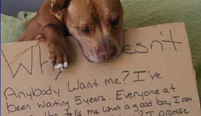 紐約動物收容中心為小狗發帖 尋獲收養主人