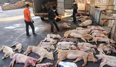 福建2000多噸病死豬肉流向餐桌 工人自己不敢吃