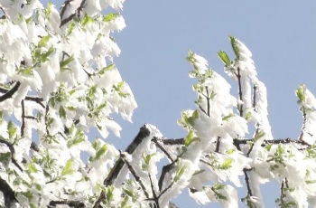 九華山現(xiàn)“四月桃花雪” 奇特景象美不勝收