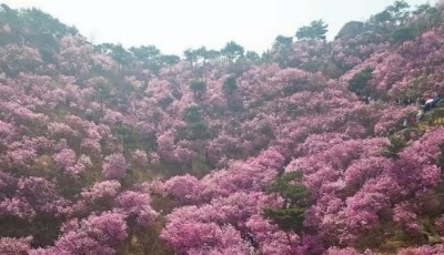 青島西海岸大珠山杜鵑花正當(dāng)“紅”  滿山綻放