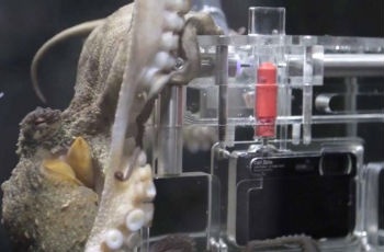 水族館聯(lián)手索尼訓(xùn)練出全球首只會拍照賺錢的章魚