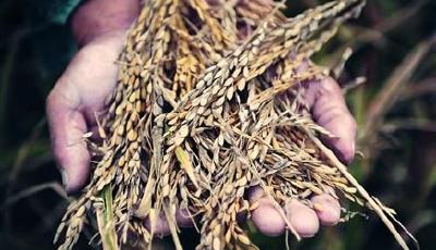 袁隆平談超級稻減產:出點小問題 不能說都有問題