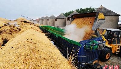 曝中儲糧用陳糧頂替新糧賺取差價 每噸達700元