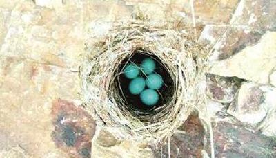 南京紫金山發現藍色鳥蛋 萌翻眾多網友