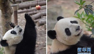 中央贈澳門大熊貓將沿用“開開”“心心”名字