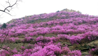 青島西海岸大珠山進(jìn)入賞花潮 推出登山節(jié)活動(dòng)