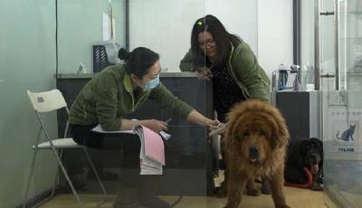 百萬藏獒成火鍋食材 救狗人士曾一次救20只藏獒