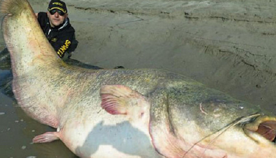 巨型鲇魚被捕獲 腹內發現幾十年前納粹軍官遺體