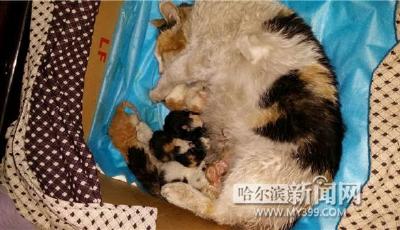 流浪貓難產爬窗臺拍窗呼救 好心人出手幫接生