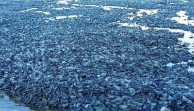 大量藍色水母擱淺美國西海岸 可治關節炎和高血壓