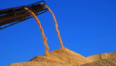 吉林糧庫"以陳頂新"神秘買家系糧庫領導親屬