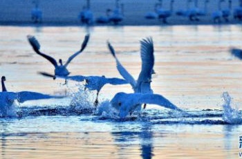 美麗中國：草原上的“天鵝湖”