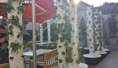 美國好萊塢一生態餐廳走紅：食材長在餐桌旁