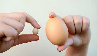 英國現世界最小雞蛋 長度不到2厘米