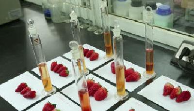 央視記者買8份草莓 均檢測出超標7倍致癌農藥