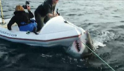 美國一紀錄片攝制組小船遭6米長大白鯊襲擊