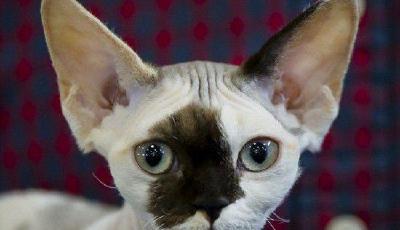 羅馬尼亞舉行國際貓咪展 稀有貓咪爭奇斗艷