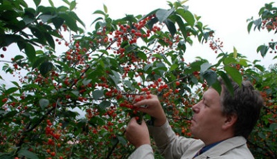 2015北宅櫻桃節看點多 采摘園成3A級景區