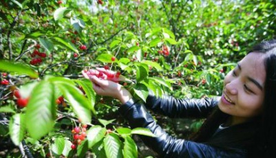 青島北宅大門開 櫻桃節開幕萬畝櫻桃迎接客來