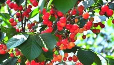 北宅櫻桃五月最甜 今年摘櫻桃道路更通暢