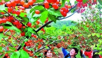 青島嶗山北宅櫻桃節萬人涌進北宅嘗櫻桃