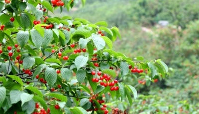 嶗山北宅櫻桃采摘最全攻略