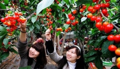 北宅櫻桃節開幕 普通櫻桃園采摘價格30-60元