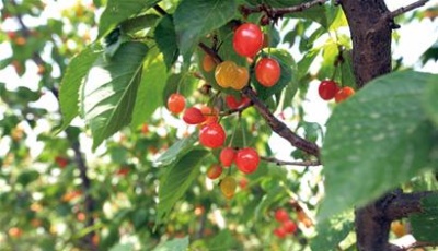 城陽櫻桃今可采摘 青島四大采摘園等你來(圖)