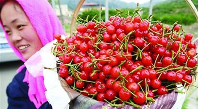 嶗山北宅櫻桃“牽手”大旅游 村民們“鼓了腰包”