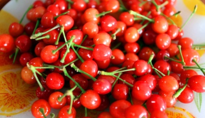 青島北宅櫻桃尚未上市 市面上多是周邊大棚貨