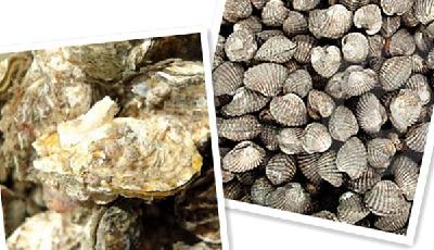 新西蘭華人狂撈海鮮 痛失豪車做代價