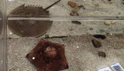 上海自然博物館海星被“摸死” 巨蜥腳趾被扯斷