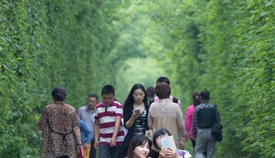 南京愛情隧道游客慕名拍照 鐵路存隱患(組圖)