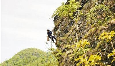 重慶男子為給女兒存學費攀百米絕壁采巖耳