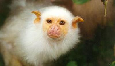 法國動物園17只瀕危猴子被盜 警方稱盜賊是內行