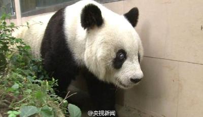 熊貓明星巴斯迎來“百歲”生日 系“盼盼”原型