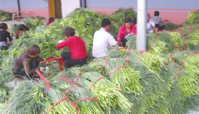 青島建百個電商示范鎮 電子商務交易額年遞增30%