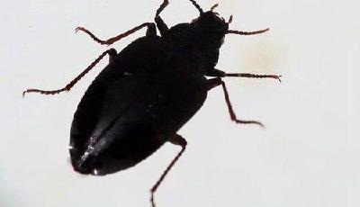 四川發現第四世紀冰川遺留昆蟲“大衛兩棲甲”