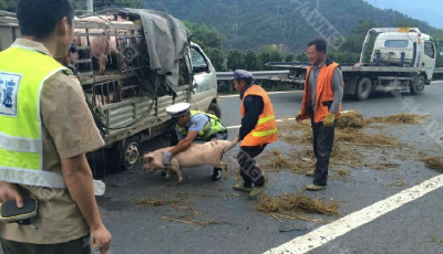 四川雅西高速上1輛貨車側翻 60只豬上演狂奔