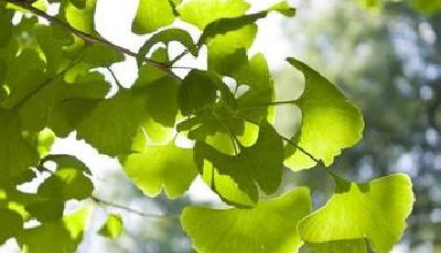 銀杏葉藥品召回范圍不斷擴大 或致行業大洗牌